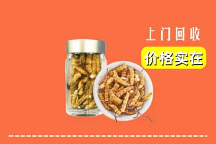 台湾台中市回收散虫草