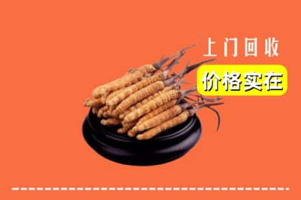 台湾台中市回收冬虫夏草
